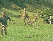 ガリミムスの群れから逃げる